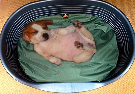 Puppy Beds